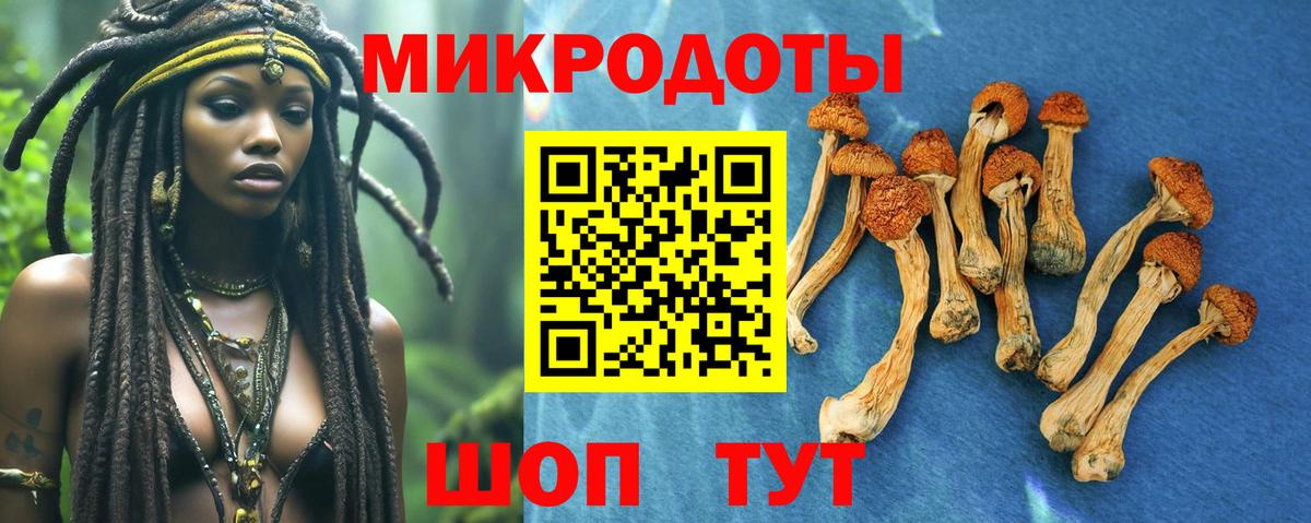 Псилоцибиновые грибы Cubensis  Вход с VPN  Псилоцибиновые грибы прущие грибы  Томск 
